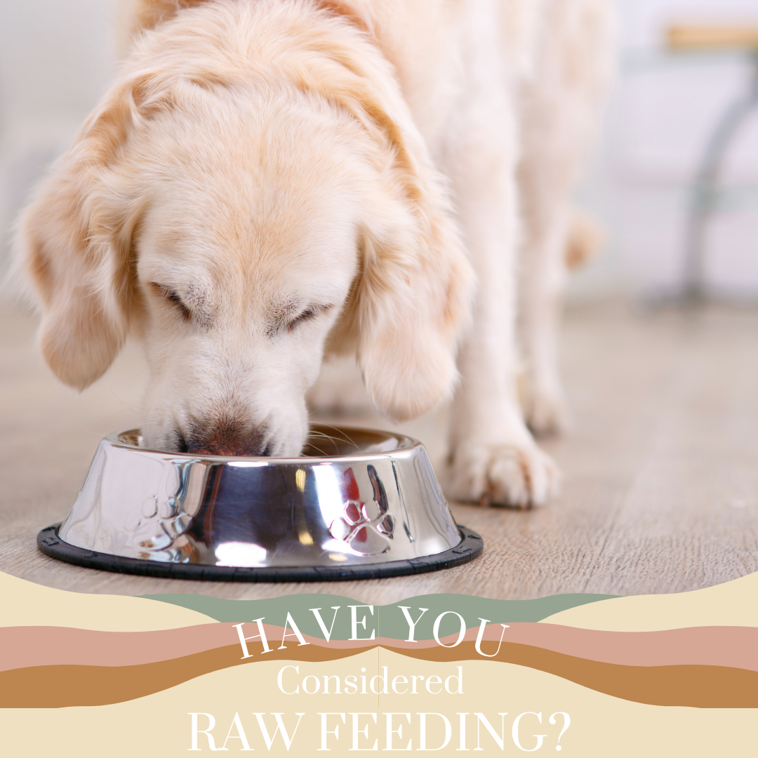 Raw Feeding