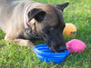 Tips for hot weather & heat stroke in pets