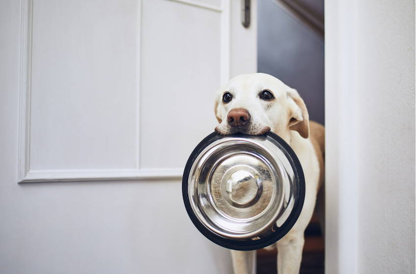 Benefits of Slow Feeders for Dogs & Cats