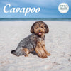 Cavapoo Deluxe Calendar 2026