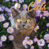 Cat Traditional Calendar 2026