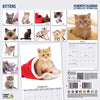 Kittens Modern Calendar 2026