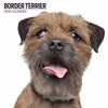 Border Terrier Modern Wall Calendar 2026