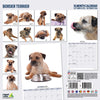 Border Terrier Modern Wall Calendar 2026