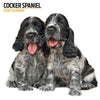 Cocker Spaniel Modern Wall Calendar 2026
