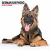 German Shepherd Modern Wall Calendar 2026