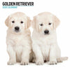 Golden Retriever Modern Wall Calendar 2026