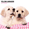 Yellow Labrador Modern Wall Calendar 2026