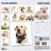 Yellow Labrador Modern Wall Calendar 2026