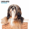 Lhasa Apso Modern Wall Calendar 2026