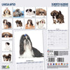 Lhasa Apso Modern Wall Calendar 2026