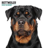 Rottweiler Modern Wall Calendar 2026