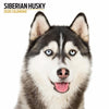 Siberian Husky Modern Wall Calendar 2026