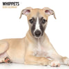 Whippets Modern Wall Calendar 2026