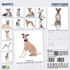 Whippets Modern Wall Calendar 2026