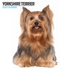 Yorkshire Terrier Modern Wall Calendar 2026