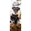 Miniature Schnauzer Slim Wall Calendar 2026