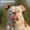 Amerian Bulldog Traditional Wall Calendar 2026