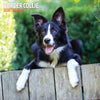 Border Collie Traditional Wall Calendar 2026