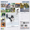 Border Collie Traditional Wall Calendar 2026