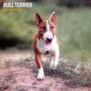 Bull Terrier Traditional Wall Calendar 2026