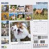 Bulldog Traditional Wall Calendar 2026