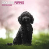 Cockapoo Puppies Traditional Wall Calendar 2026