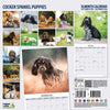 Cocker Spaniel Puppies Traditional Wall Calendar 2026