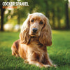 Cocker Spaniel Traditional Wall Calendar 2026