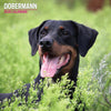 Doberman Traditional Wall Calendar 2026