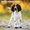 English Springer Spaniel Traditional Wall Calendar 2026