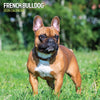 French Bulldog Traditional Wall Calendar 2026