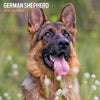 German Shepherd Traditional Wall Calendar 2026