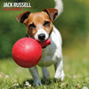 Jack Russell Traditional Wall Calendar 2026