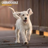 Labradoodle Traditional Wall Calendar 2026