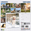Labradoodle Traditional Wall Calendar 2026