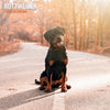 Rottweiler Traditional Wall Calendar 2026