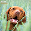 Vizsla Traditional Wall Calendar 2026