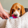 K9 Connectables The Dentist