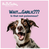 Holistic Hound - Hairy & Happy (formerly Ticked Off)
