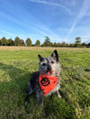 Barking Bandana - Halloween Pumpkin - Orange