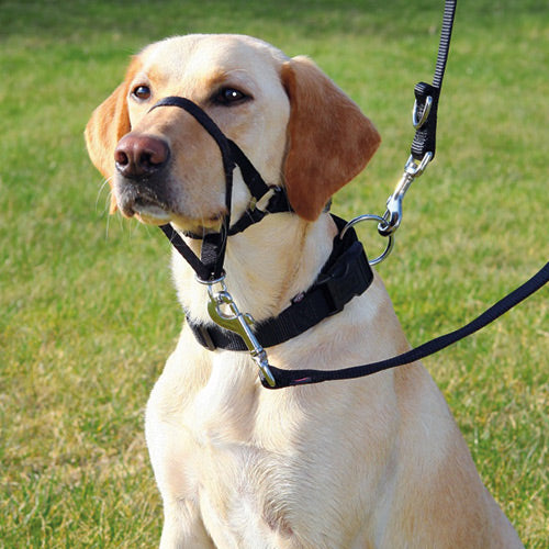 Trixie Top Trainer Head Collar Petstop - Main Image