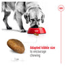 Royal Canin - Maxi - Adult