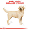 Royal Canin Labrador Retriever Adult
