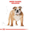 Royal Canin - Bulldog - Adult
