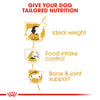 Royal Canin Beagle