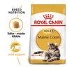 Royal Canin Maine Coon