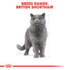 Royal Canin British Shorthair