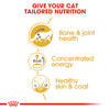 Royal Canin Cat Pouch - Maine Coon
