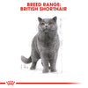 Royal Canin Cat Pouch - British Shorthair